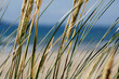 Strandgräser