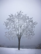 Lonely tree in the winter