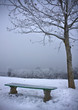 Bench and tree