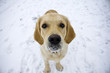 Golden retriever in front