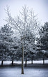 Tree in the winter