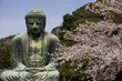 Kamakura Daibutsu with cherry blossoms Kamakura Daibutsu with cherry blossoms