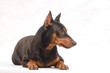 miniature Pinscher on white background