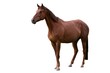 Brown Horse Isolated on White