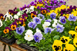 Stiefmütterchen, pansies Stiefmütterchen, pansies