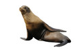 Steller sea lion Steller sea lion