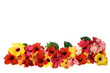 Hibiscus flowers