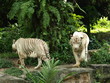Singapur 2 weisse Tiger