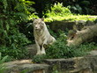 Der weisse Tiger