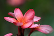Frangipani (Plumeria)