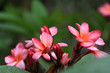 Frangipani (Plumeria)