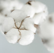 cotton