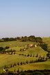 Zypressen, Kurve, Hügellandschaft, Toskana, Val d Orcia, La Foce