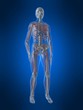menschliche anatomie mit transparenten muskeln menschliche anatomie mit transparenten muskeln