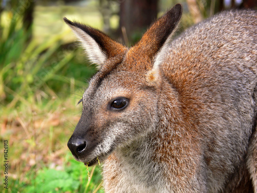 Photo: Wallaby (Red-necked) Wallaby (Red-necked)