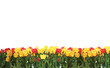 Tulips