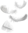 four white feathers four white feathers