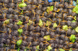 Foto: GreenBrown Wool Texture GreenBrown Wool Texture
