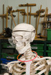 Skeleton Wearing Goggles