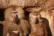 two baboons