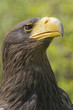 Steller's Sea Eagle