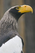 Steller's Sea Eagle