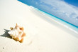 Conch shell on caribbean beach