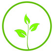 Green Leaves