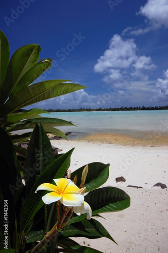Photo: Tiare on a white sand beach background, Tahiti, Polynesia Tiare on a white sand beach background, Tahiti, Polynesia