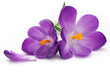 Crocus