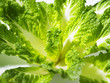 shot of vege on the white background