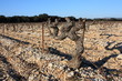 Vignoble en hiver