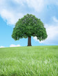 arbre