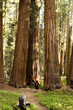 Man Hiking on Trail Next to Redwood Grove Man Hiking on Trail Next to Redwood Grove