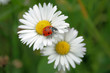Coccinella
