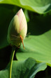libellule et nénuphar
