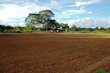 Champs à Cacao
