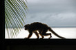 Singe en contre jour