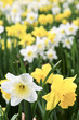 Daffodils