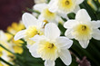 Daffodils