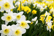 Daffodils