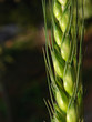 Grain agriculture