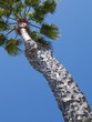 Foto: palme palme