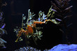 seadragon