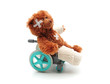 Poorly bear
