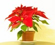 blume rot