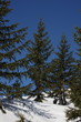 forêt alpines