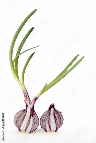 Photo: red onion red onion