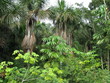 Foto: Vegetation Regenwald, Amazonien - Brasilien Vegetation Regenwald, Amazonien - Brasilien