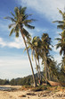 Palms Koh Lanta Thailand